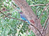 post-12069-0-52368700-1376182672_thumb.j