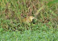 post-12069-0-65084600-1377691918_thumb.j