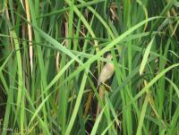 post-12069-0-74022400-1377778542_thumb.j