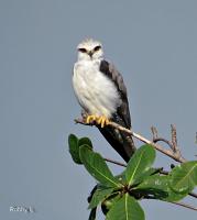 post-12069-0-94779200-1375689705_thumb.j