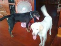 post-140056-0-63764300-1376093691_thumb.