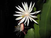 post-146250-0-67035900-1377950922_thumb.