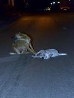 post-146250-0-81705100-1377952483_thumb.