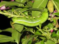 post-146250-0-87982400-1377950214_thumb.