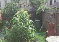 post-183206-0-17444600-1376824048_thumb.