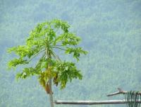 post-185776-0-00690000-1377868947_thumb.