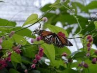 post-185776-0-11023600-1377927435_thumb.