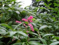 post-185776-0-82953800-1377927534_thumb.