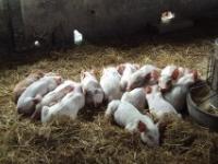 post-32351-0-30494800-1376016520_thumb.j