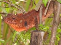 post-32351-0-47050500-1377445429_thumb.j