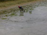 post-42398-0-68805400-1376889458_thumb.j