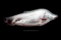 post-42398-0-71420200-1377526098_thumb.j