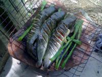 post-42398-0-90047300-1376889326_thumb.j