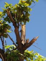 post-57055-0-24785700-1376630622_thumb.j