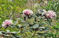 post-12069-0-69970900-1407208644_thumb.j