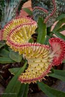 post-134340-0-70150000-1407816338_thumb.