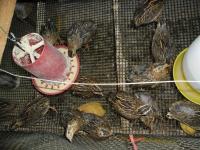 post-137315-0-34561100-1408885421_thumb.