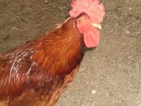 post-137315-0-59014300-1409202024_thumb.