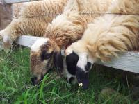 post-175700-0-11852300-1407873618_thumb.