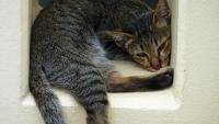 post-193254-0-17613900-1408414233_thumb.