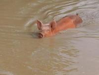 post-196740-0-64589400-1407721554_thumb.