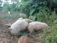 post-196740-0-88100700-1407721428_thumb.