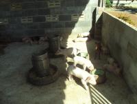 post-32351-0-39929700-1407658759_thumb.j