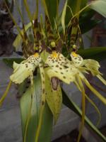 post-32351-0-42877500-1409450664_thumb.j