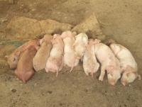 post-32351-0-60667500-1407482666_thumb.j