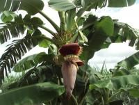 post-32351-0-69827300-1407691419_thumb.j