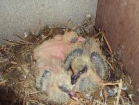 post-32351-0-88941600-1407690914_thumb.j