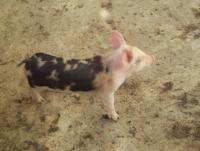 post-32351-0-91929500-1407691126_thumb.j