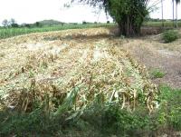 post-77463-0-97196600-1407981561_thumb.j