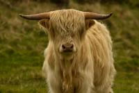 post-85853-0-45798200-1407079817_thumb.j