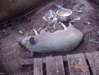 post-87221-0-19619800-1408002390_thumb.j