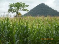 post-87221-0-46600100-1407559595_thumb.j