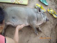 post-87221-0-57620500-1408001672_thumb.j