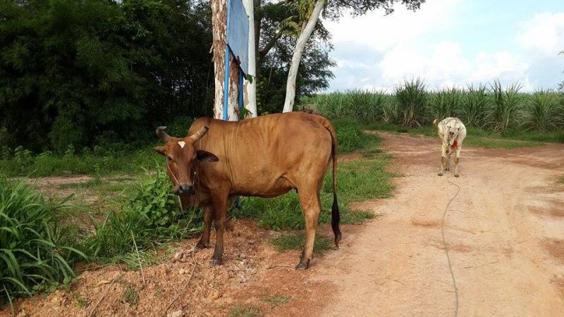 post-156308-0-34145400-1439479908_thumb.