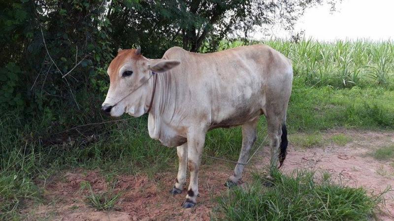 post-156308-0-71086100-1439479872_thumb.