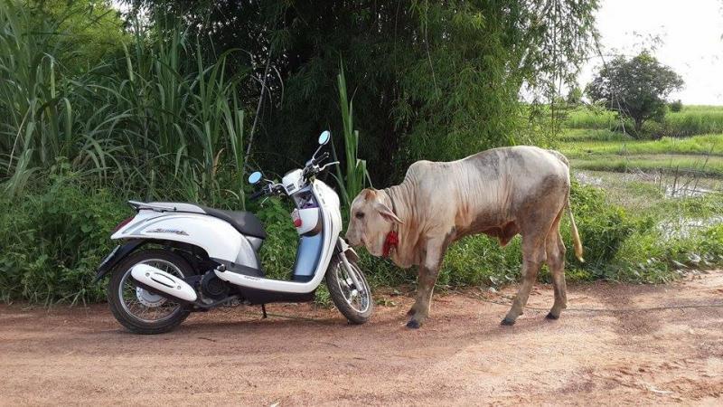 post-156308-0-77792700-1439479848_thumb.