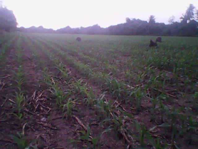 post-173146-0-55442300-1440854251_thumb.