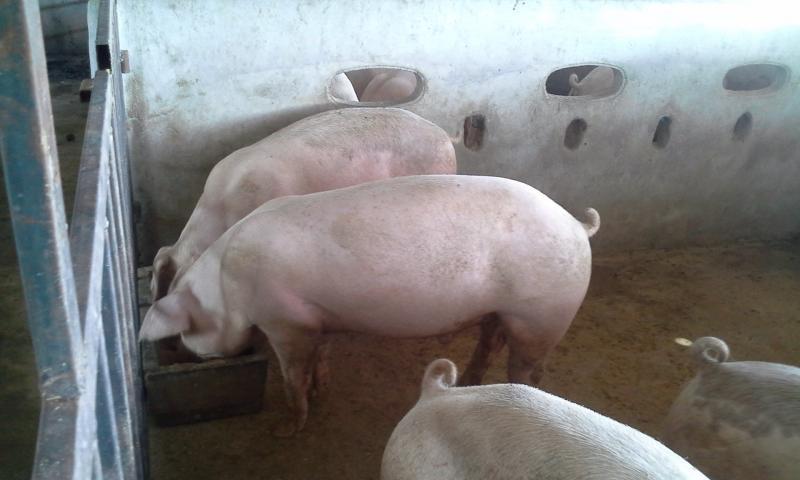 post-201044-0-24490700-1438830300_thumb.