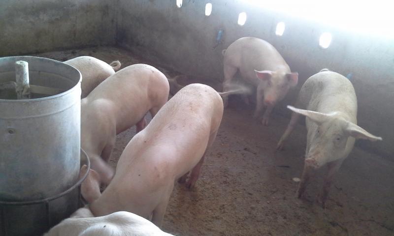 post-201044-0-34049700-1438830491_thumb.