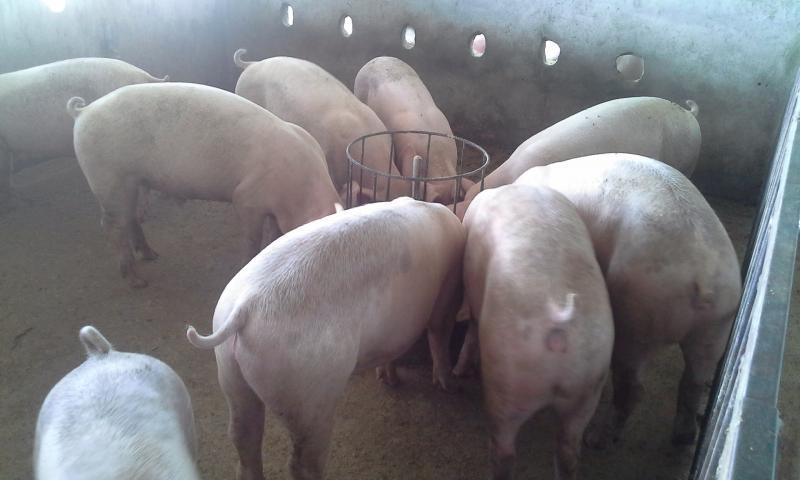 post-201044-0-98342000-1438830182_thumb.