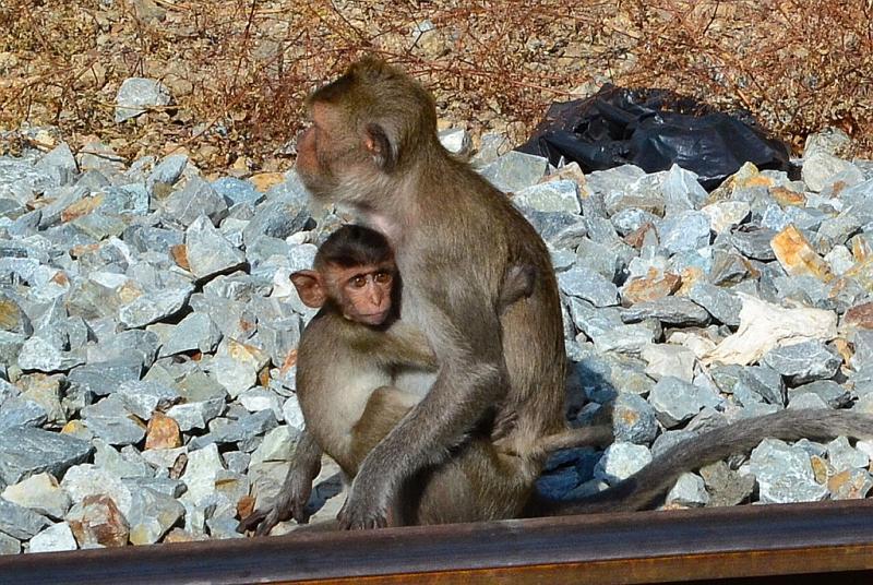 post-203816-0-74829800-1438750678_thumb.