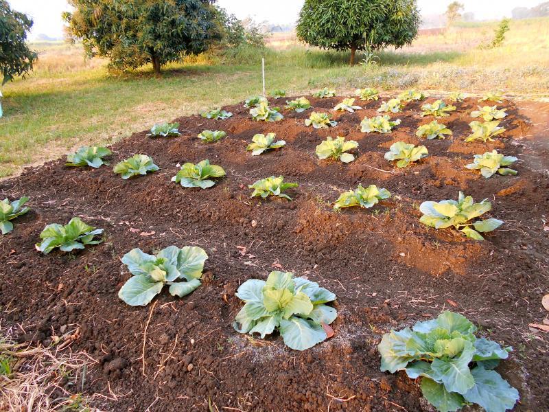 post-215904-0-55567600-1439591467_thumb.