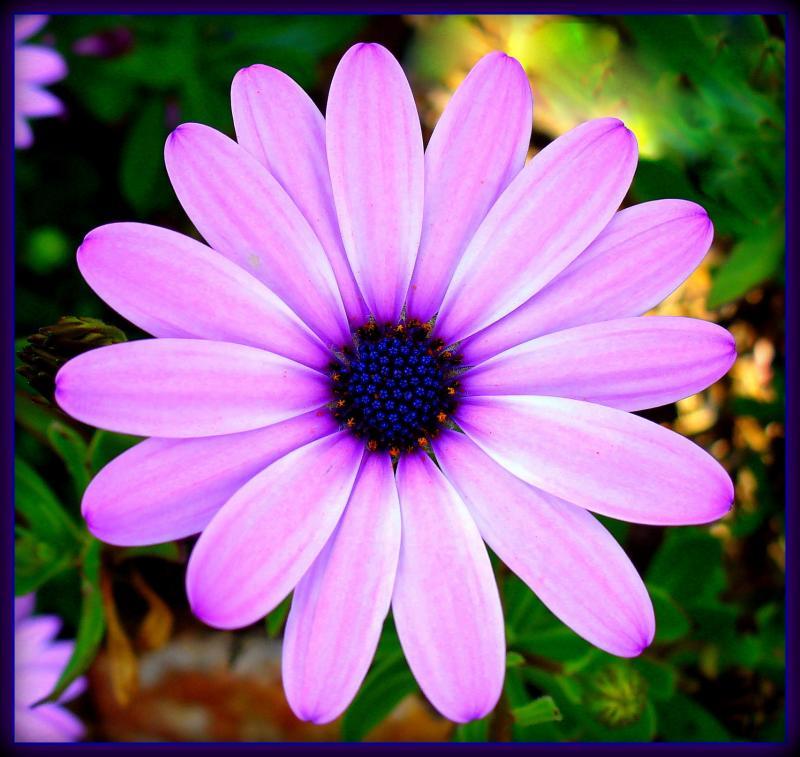 post-231841-0-03940100-1439435151_thumb.