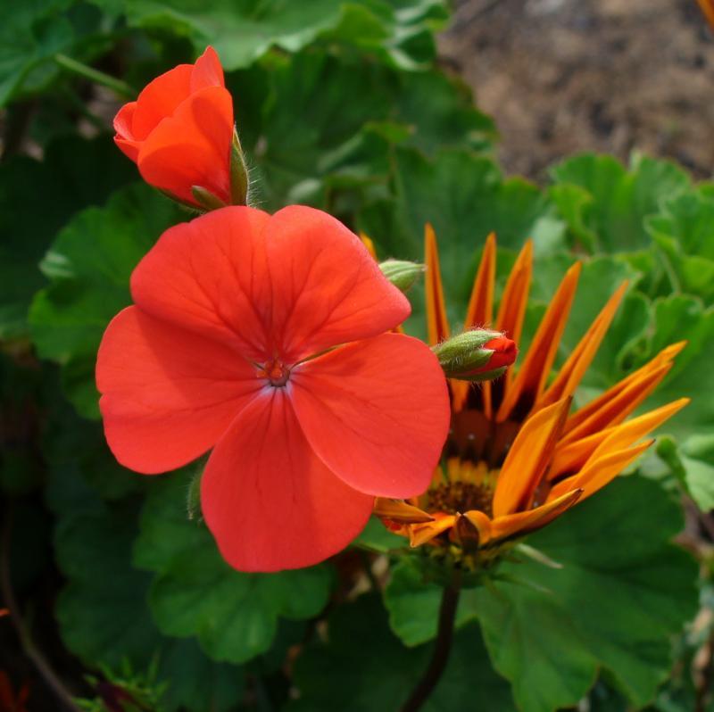 post-231841-0-27101300-1439349947_thumb.