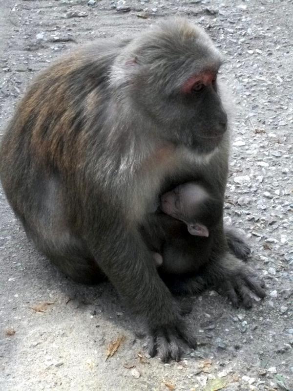 post-233549-0-41905600-1439554859_thumb.