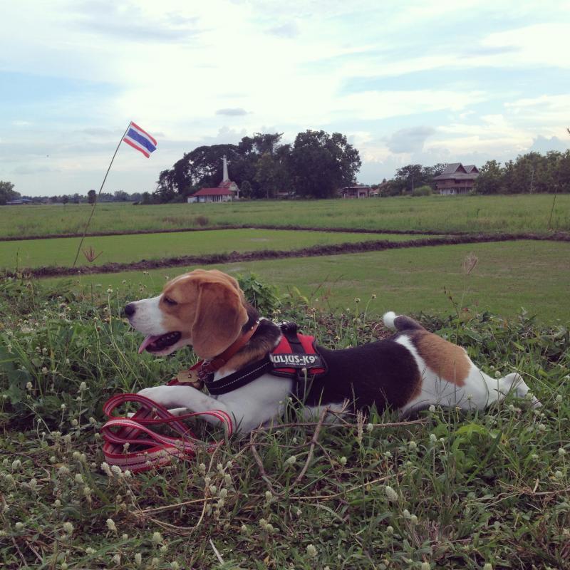 post-237692-0-81665200-1439086713_thumb.